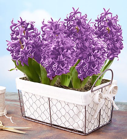 Heavenly Hyacinth Bulbs
